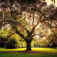 Tree Of Enlightenment Meditation — Jack Kornfield
