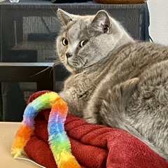 dollobollo