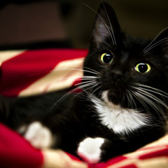 No Pressure | made on the Rapchat app (prod. by crystalmeth666)