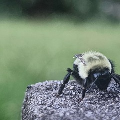 Bird (Instrumentals)