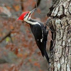 3 Vocal Pileated Woodpeckers on Same Tree During Drizzle