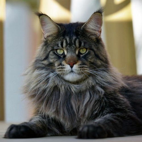 Episode 2 Le Chat Main Coon Un Doux Geant By Le Podcat Radio Des Chats Episode 2 Le Chat Main Coon Un Doux Geant By Le Podcat Radio Des Chats