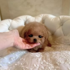 Adorable Micro Teacup Poodle Puppies for Sale Florida | TIARA PETS