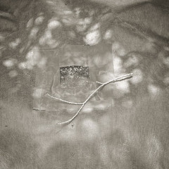 Swaying shadow