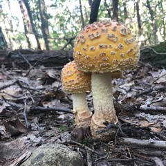 White Pine Program Songs