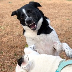 phoenixremix w/ lethaldisk