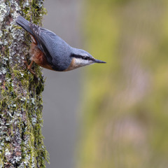 Nuthatch - MixPre-7516