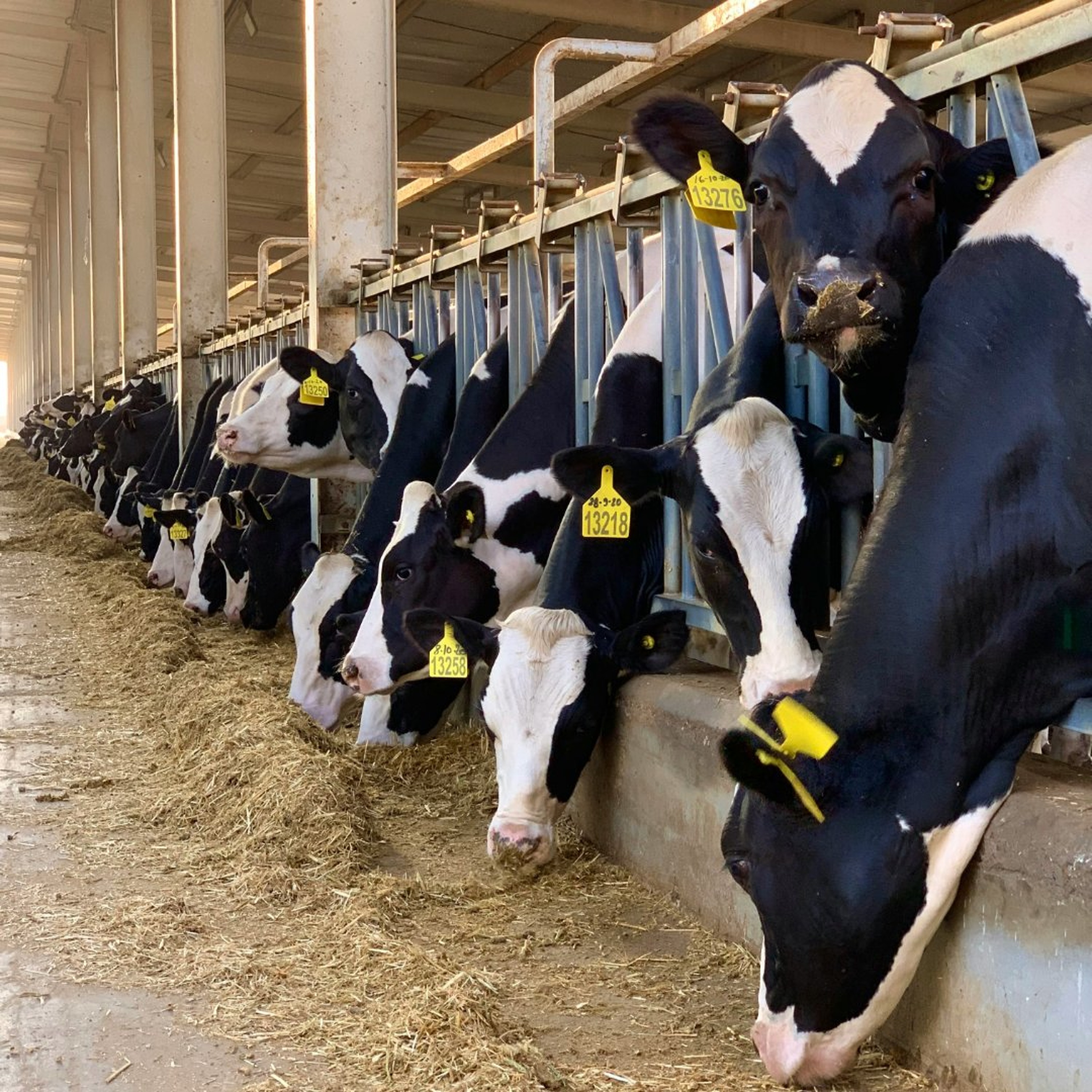 The dairy industry in Wisconsin