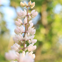 Exploring the Potential of Lupin in Canadian Agriculture