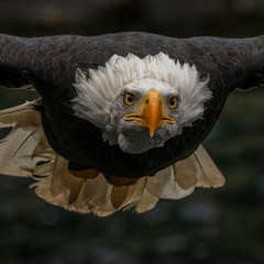 Illeagle