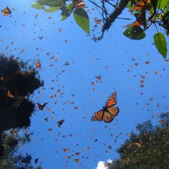 butterflies
