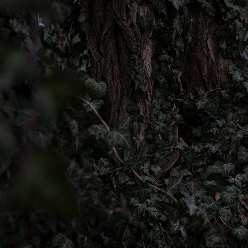 Harmony Rec. podcast | Orion