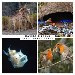 Mating Rituals (All That I Can)