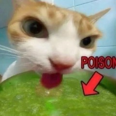 Cooking Bossa Nova Vol.5