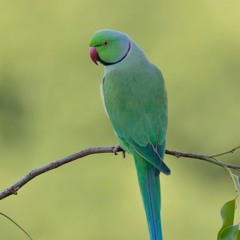 Rose-ringed Parakeet