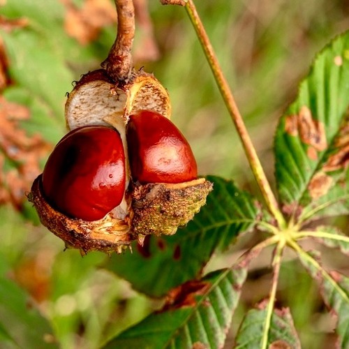 The Magic Chestnut  (Remix)
