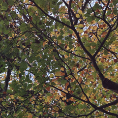 Sounds of the Park w/ Polymers: 24th November '25