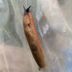 Spooky Toxin: 30th October '25