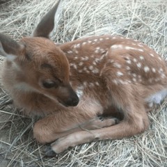 its too much .ft dorien