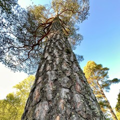 Today I Clung To A Tree