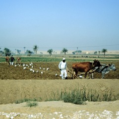 Ecologies of Capital in Egypt