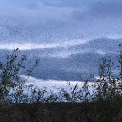 Firefox  - Rough MIX B