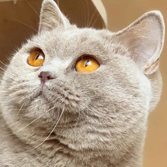 BLAST - YOU CAN'T SEE ME