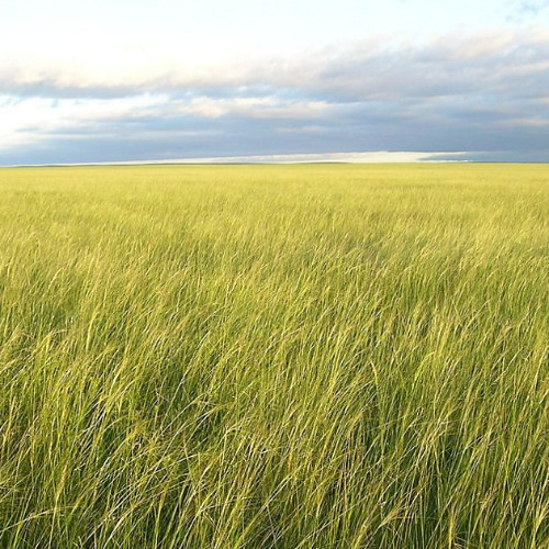 Who's Land Is It Anyway?