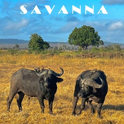 Savanna