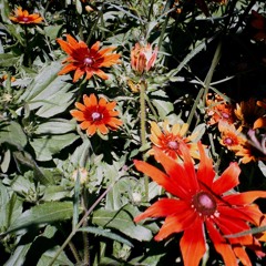 the book of love (cover)