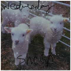 sheep