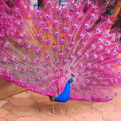 Bassvictim X Veeze & Rylo Rodriguez (Curse Is Lifted X I F__cked A Fan) [DJHAYLZ Mix]