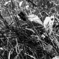 At the Bottom of the Lake.