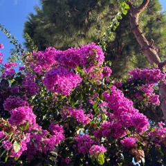 03 happy new yea-- covid variation