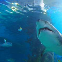 UNDERWATER LVL MY DAD USED 2 YELL @