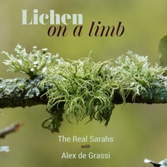 Lichen on a Limb