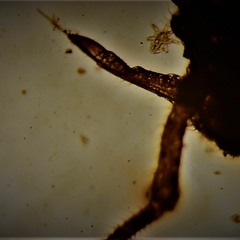 ~Roly Porter - In System [~Dead.At.Birth~ edit]