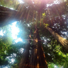 envision prod xemmaschrist