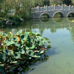 Crystalline Desertflower
