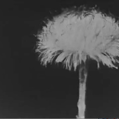 Something in the woods