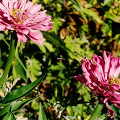 BONES (w/ Justbrae) {prod. Stoic}