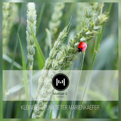 Kleiner Gepunkteter Marienkäfer