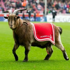 meleag - hennes