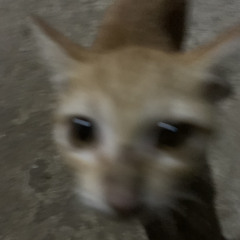 Có một người anh nói ( Toàn Đen Racing Q12 ) x Nghĩa Nhân Hạo Nam ( Lâm Chấn Khang )