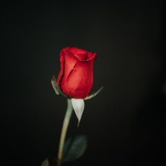 I Should Have Loved You More