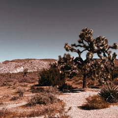 Calluses : Live Desert Sessions