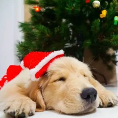 Acoustic Guitar Christmas - Windham Hill Holiday