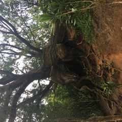 Homage 7.5.20 Podcast Episode