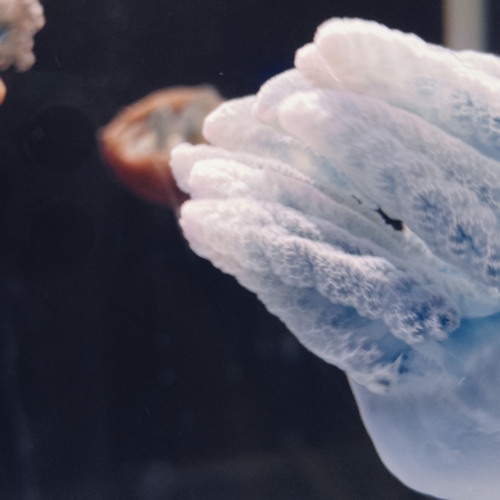 銀河に浮かべて（demo）