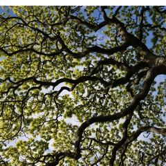She moved through the fair